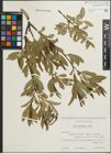Foto von Salix pentandra L.